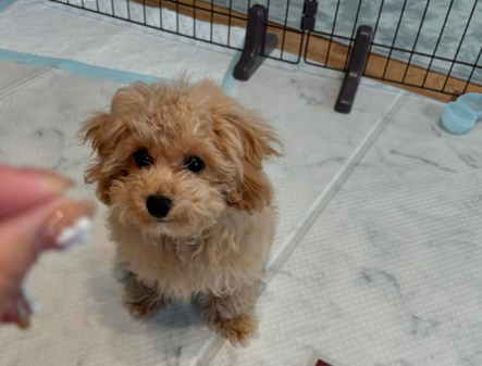 HUGBOXで食事を楽しむプリンちゃん